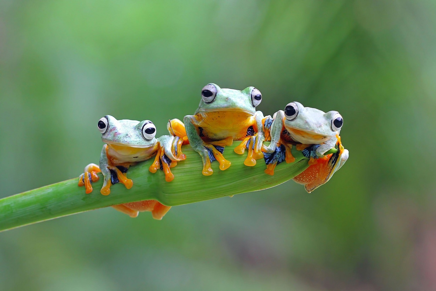 N'écoutez pas les éteignoirs de vos projets. Poursuivez courageusement votre chemin comme cette grenouille plus petite et plus âgée 