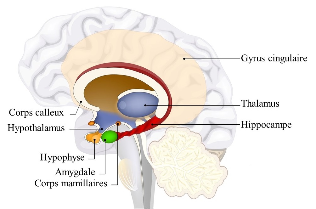 La méditation augmente la matière grise de l'hippocampe et rétrécit l'amygdale impliqu.ée dans la gestion des émotions