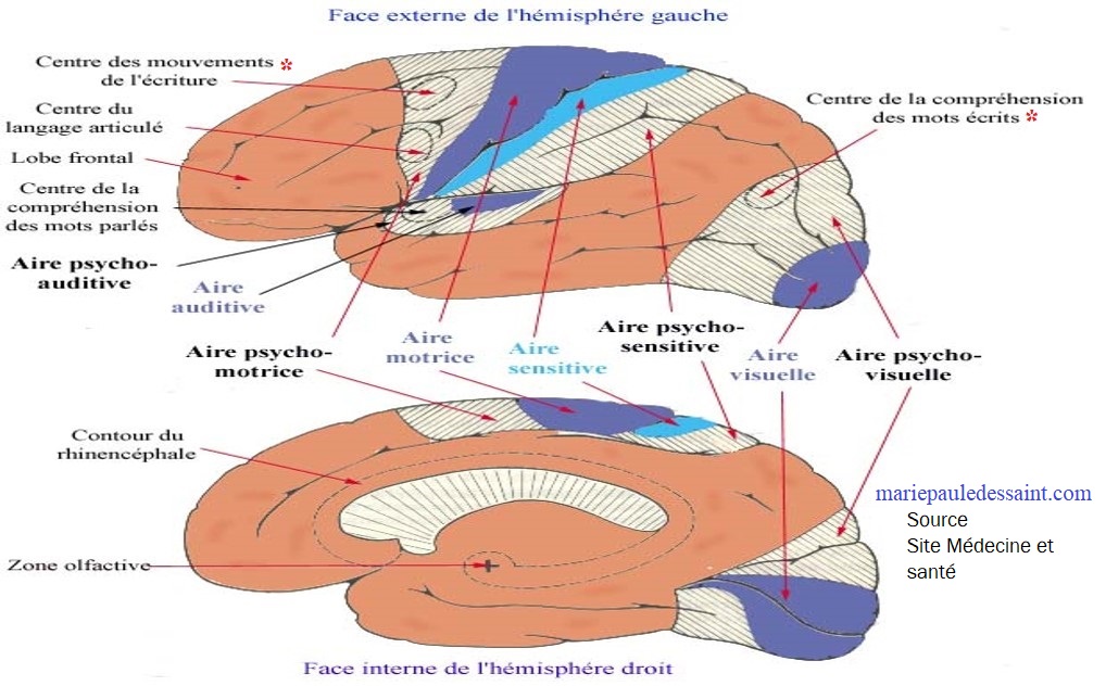 Répartition de certaines fonctions cognitives dans le cerveau