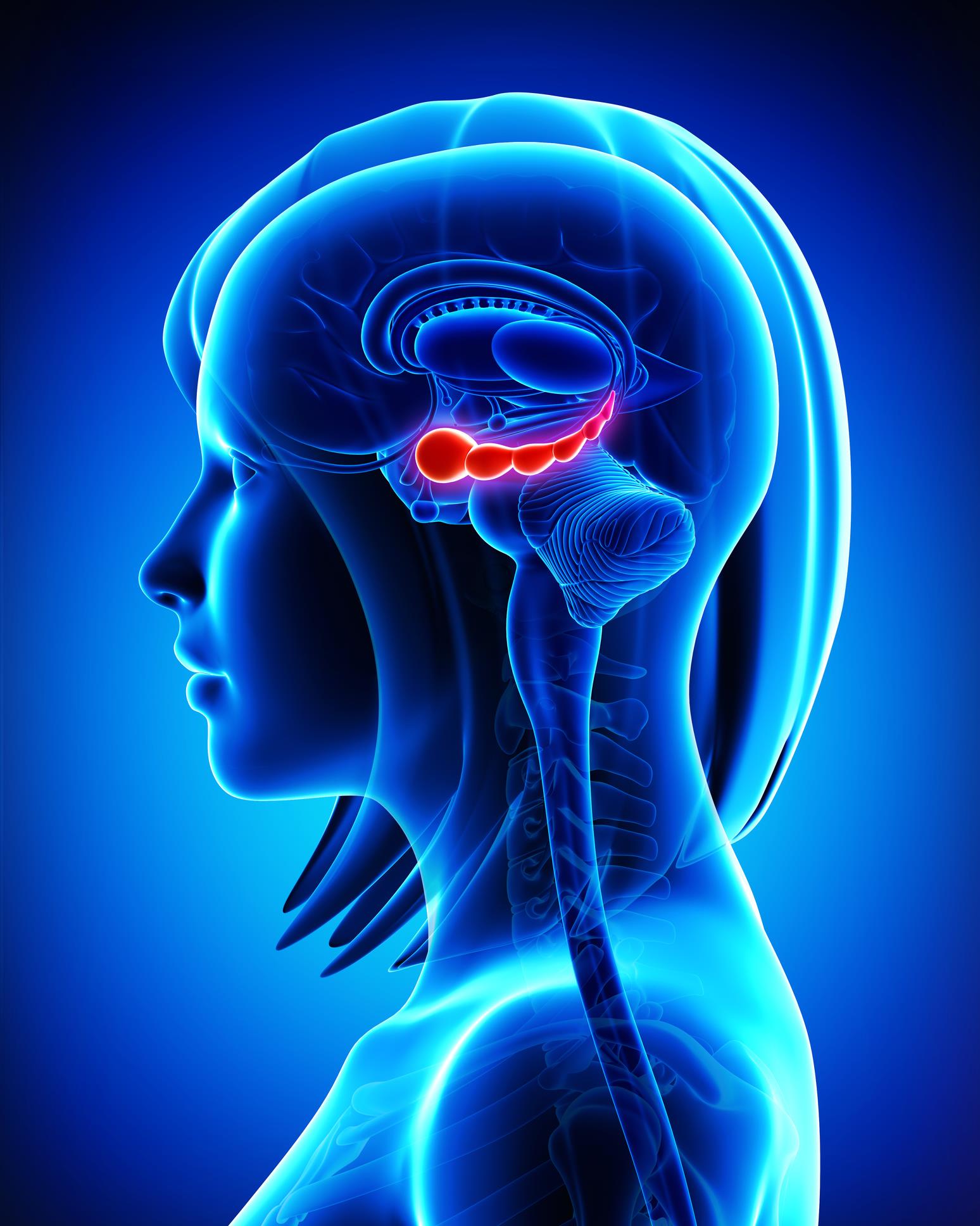 Situé au centre du cerveau, l'hippocampe est une des premières structures atteintes dans la maladie d'Alzheimer. Joue rôle dans mémoire spatiale, l’attention, l’inhibition du comportement, la neurogenèse